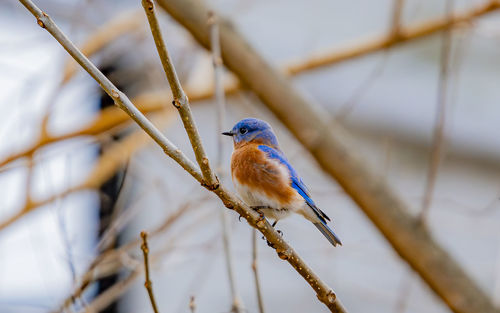 animal