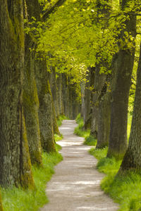 Beautiful tree-lined avenue at springtime