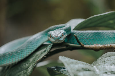 Close-up of lizard