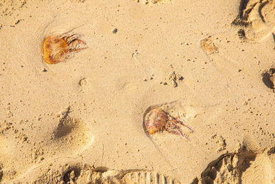 High angle view of crab on sand