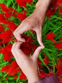 Midsection of person holding red flowering plant