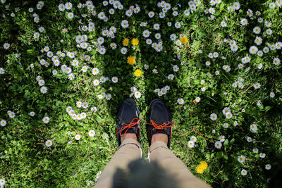 Low section of person standing by flowering plants