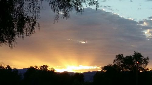 Silhouette of trees at sunset