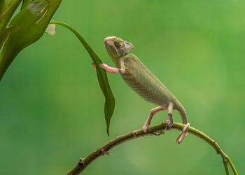 Close-up of insect on plant