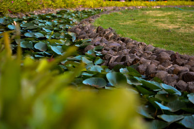 Close-up of green plant leaves on land