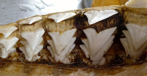 Close-up of lizard on plate