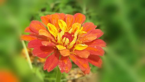 Close-up of red flower