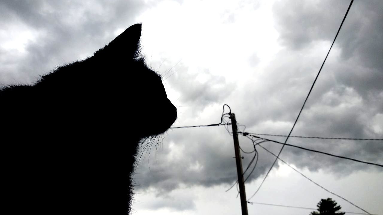 sky, animal, one animal, animal themes, domestic animals, mammal, cloud - sky, domestic, vertebrate, low angle view, pets, silhouette, technology, electricity, connection, cable, no people, day, nature, outdoors, power supply