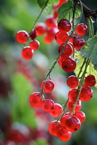 Close-up of red berries growing on tree