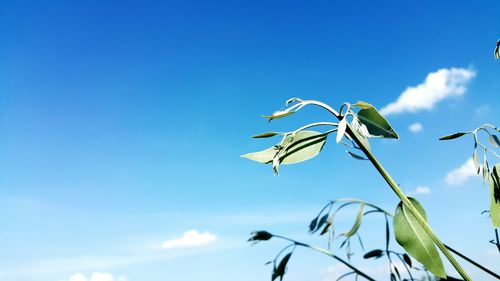 Low angle view of plant against blue sky