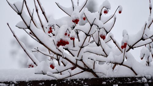Close-up of frozen tree