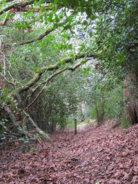 Full frame shot of trees in forest