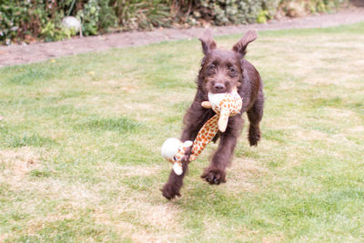 Dog running in a field