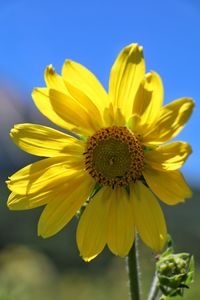 Close-up of yellow flower blooming outdoors