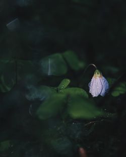 Close-up of plant against blurred background