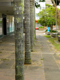 View of tree in city