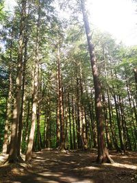 Trees in forest