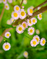 Close-up of flowers blooming outdoors