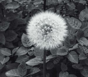 Close-up of dandelion on field