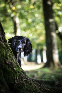 Portrait of dog on tree trunk in forest