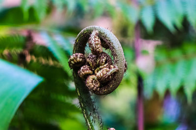 Close-up of rusty metal outdoors