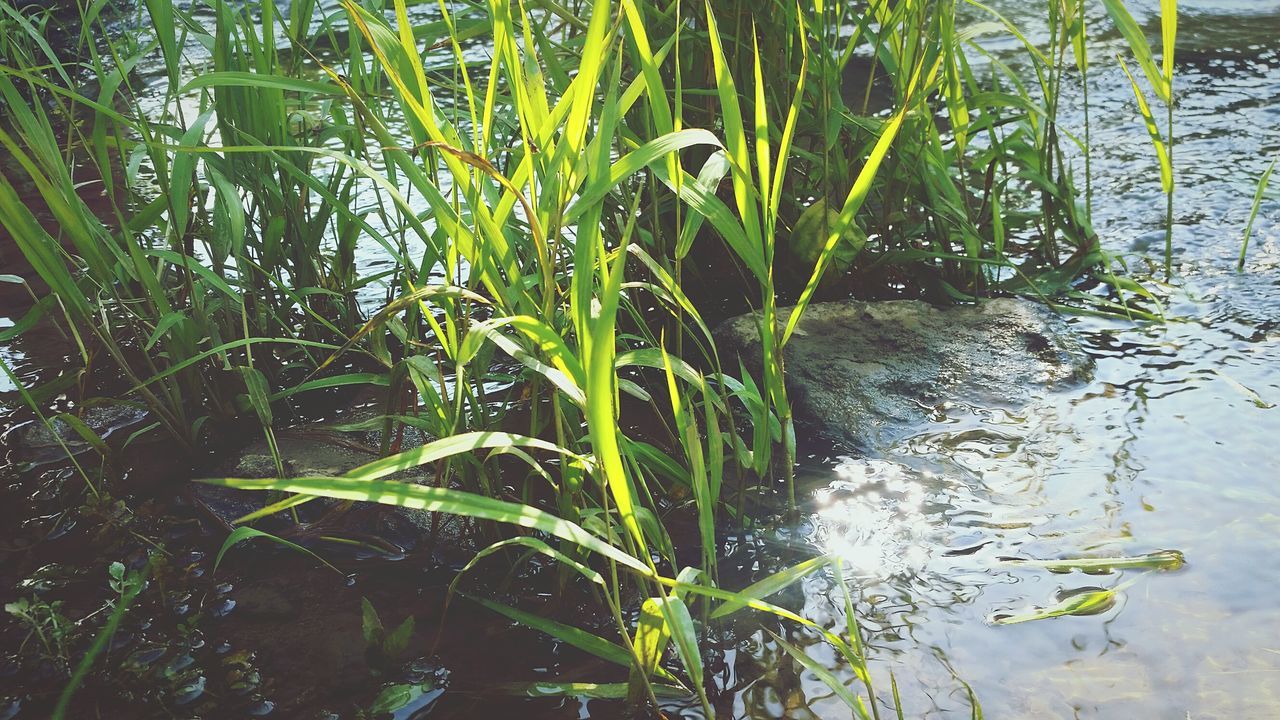 water, growth, nature, plant, grass, green color, day, outdoors, no people, beauty in nature, freshness, close-up