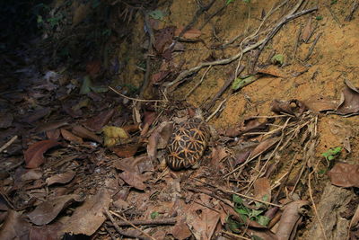 High angle view of dried plant in forest