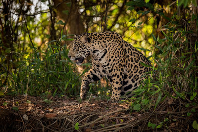 Jaguar in forest