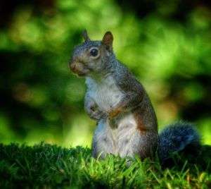 Close-up of squirrel on field