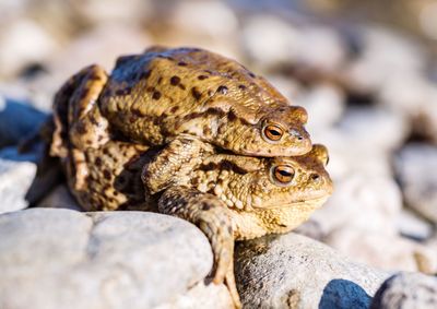 Close-up of frogs mating