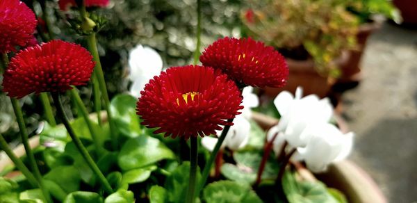 Close-up of red flowering plant on field