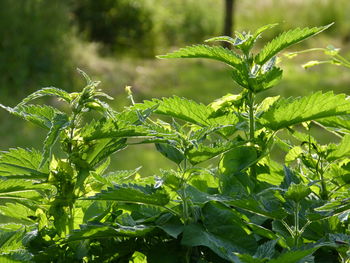 Close-up of fresh green leaves