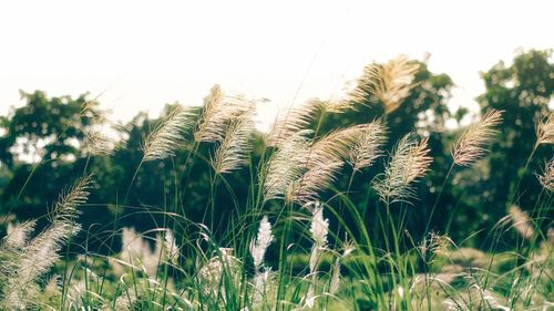 Close-up of wheat growing on field against clear sky