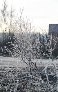 View of bare trees on field during winter
