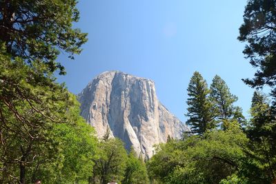Low angle view of trees against clear sky