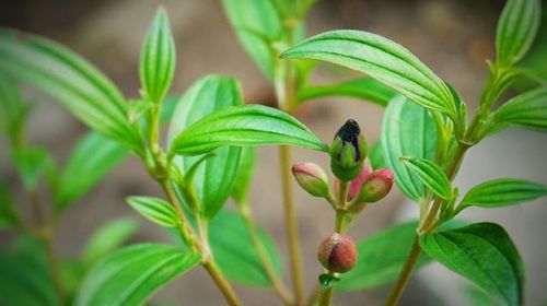 Close-up of flower buds