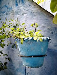 Close-up of potted plant