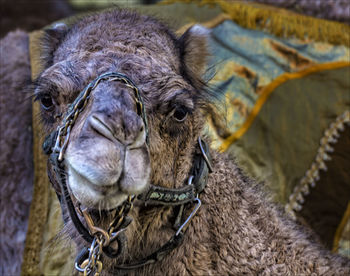 Close-up portrait of camel