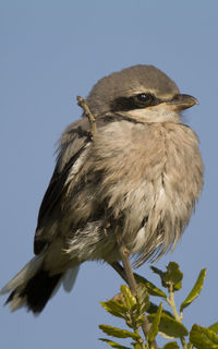 Close-up of bird perching on a tree