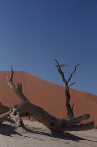 Driftwood on desert against clear blue sky