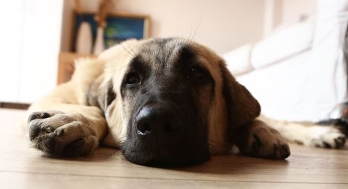 Close-up of a dog resting on floor at home