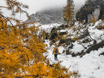 Rear view of young woman hiking on snowy path surrounded by yellow larch trees under mountains