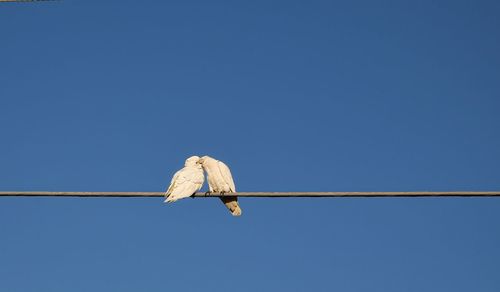 Low angle view of bird against clear blue sky