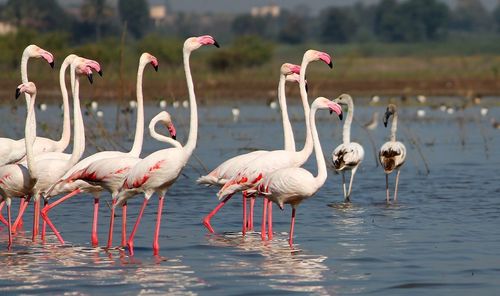 Birds in lake