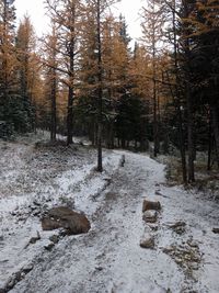 Trees in forest during winter