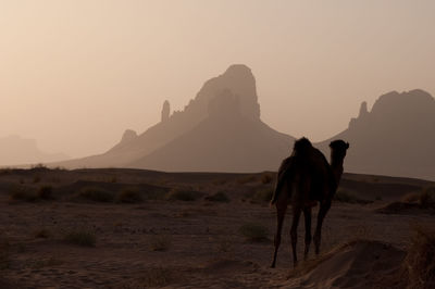 View of a horse on desert