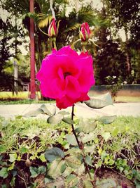 Close-up of pink flower blooming outdoors