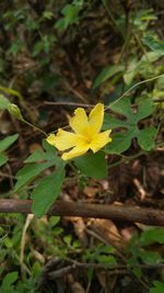 Close-up of yellow flowers blooming outdoors