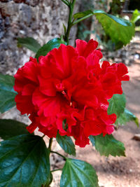 Close-up of red flowering plant