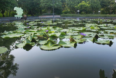 Lotus water lily in pond